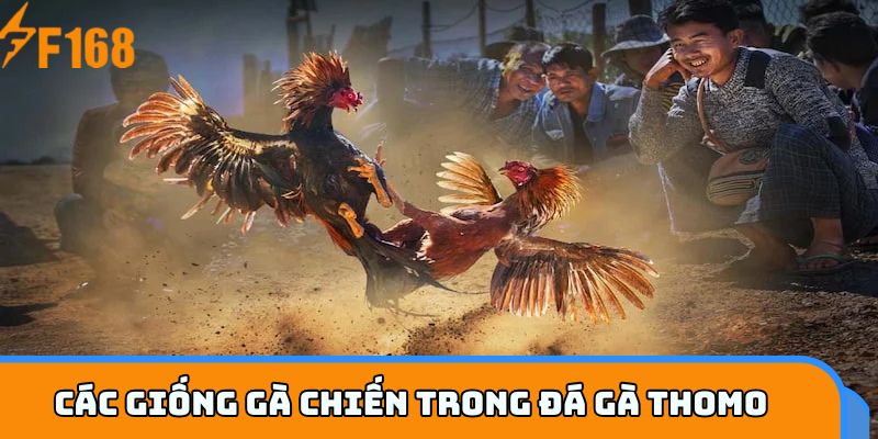 Các giống gà chiến trong đá gà Thomo