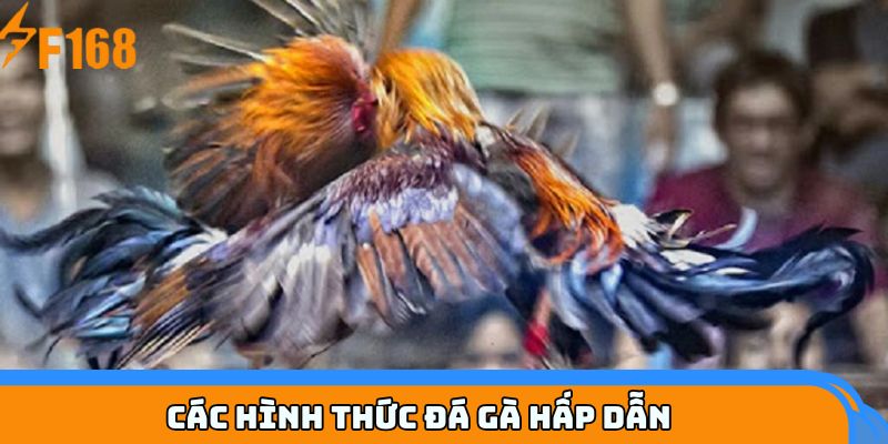 Các hình thức đá gà hấp dẫn