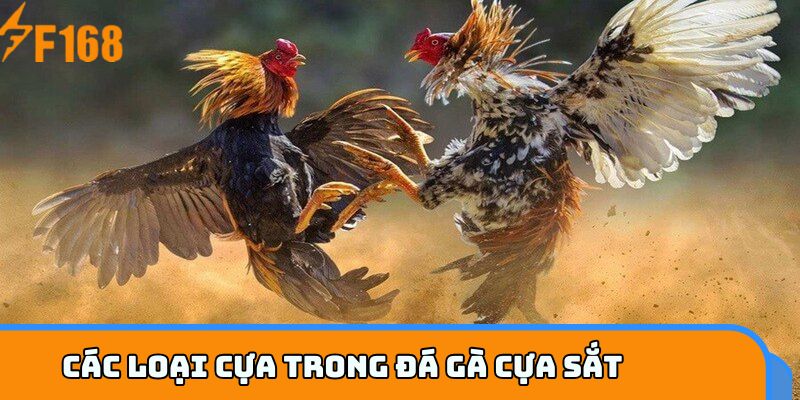 Các loại cựa trong đá gà cựa sắt