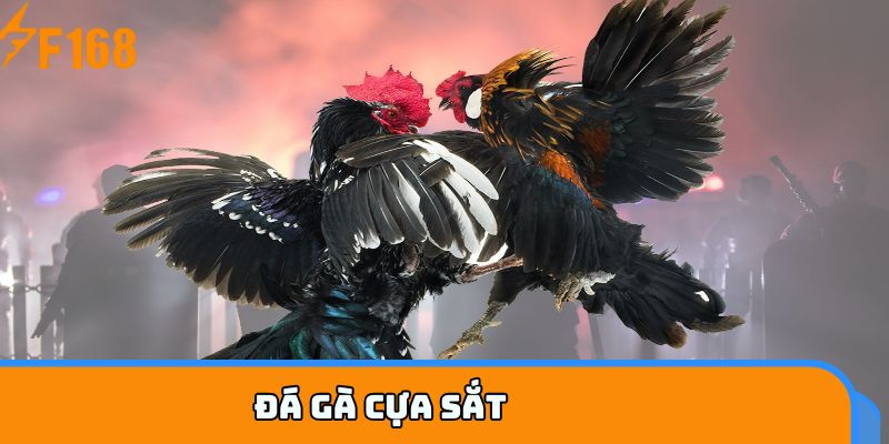 Đá gà cựa sắt