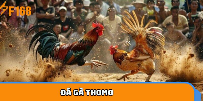 Đá gà Thomo