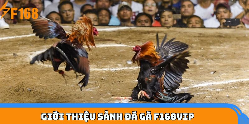 Giới thiệu sảnh đá gà F168VIP
