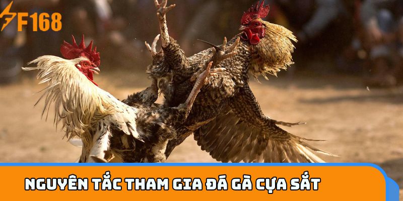 Nguyên tắc tham gia đá gà cựa sắt